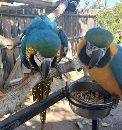 The Marquez Parrots sharing a meal together