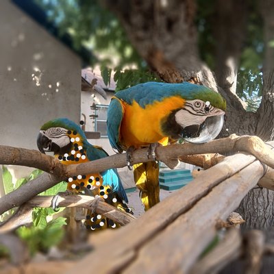 The Marquez Parrots in a playful standoff